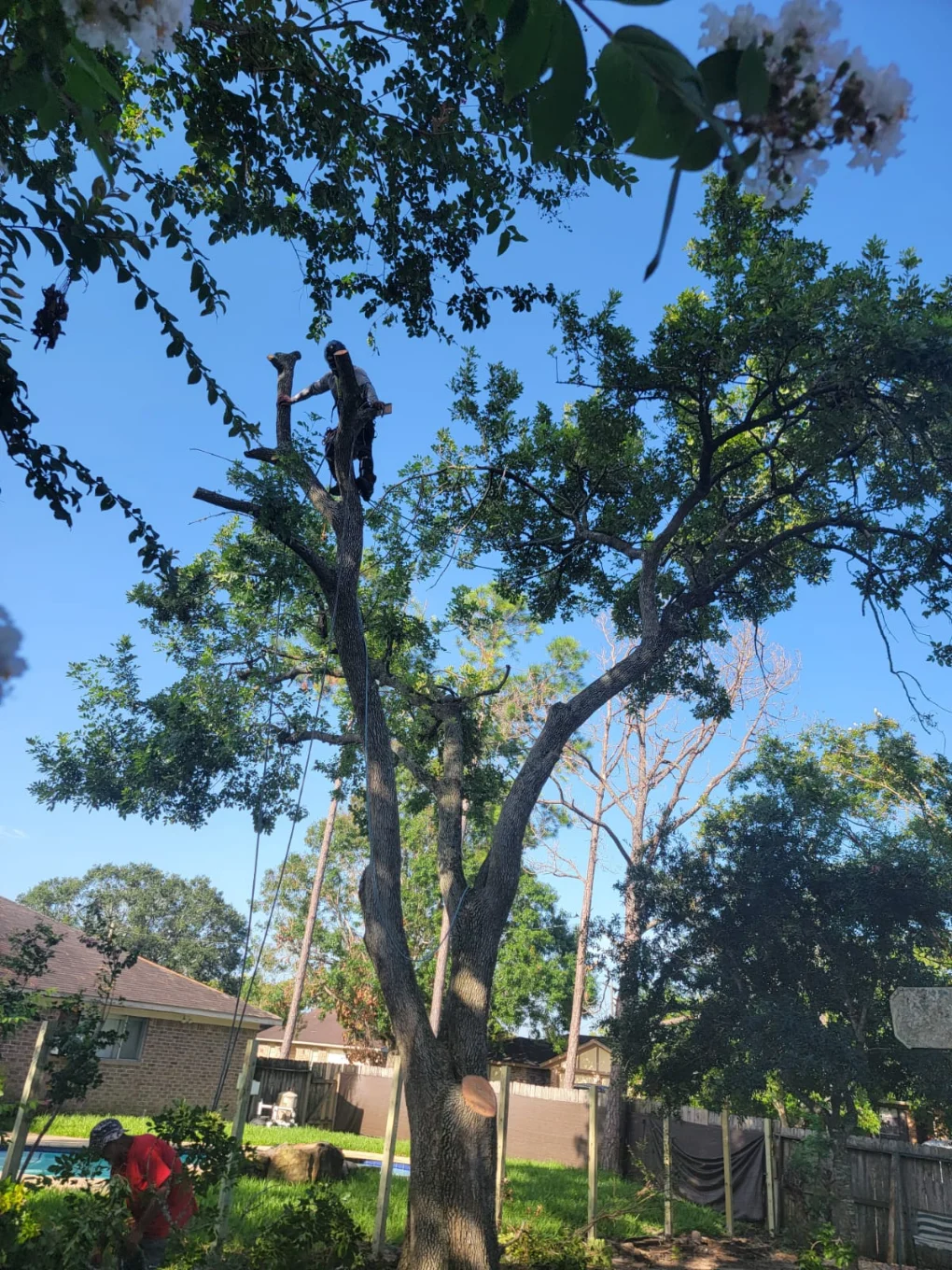 Granding,general tree,stump grinding ,wood fencing in Dickinson TX